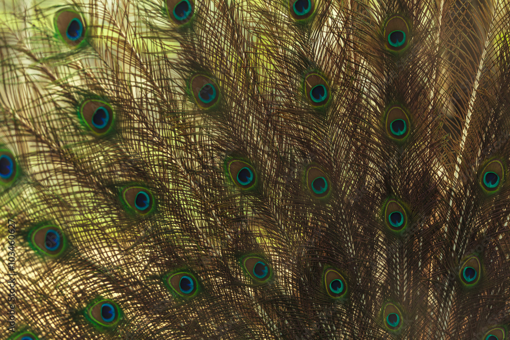 Obraz premium Beautiful peacock