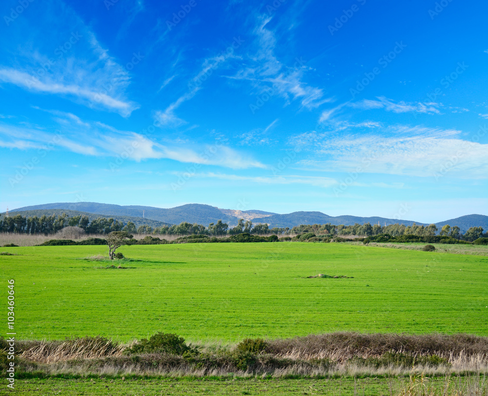 green meadow under a blue sky in Sardinia