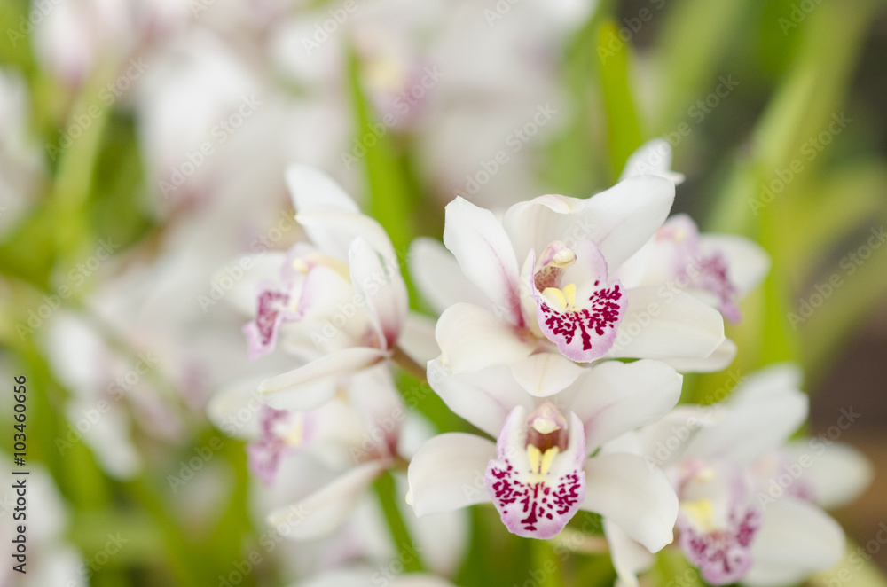 White orchidaceae with purple freckles White orchidaceae with purple freckles