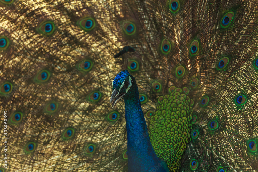 Obraz premium Beautiful peacock