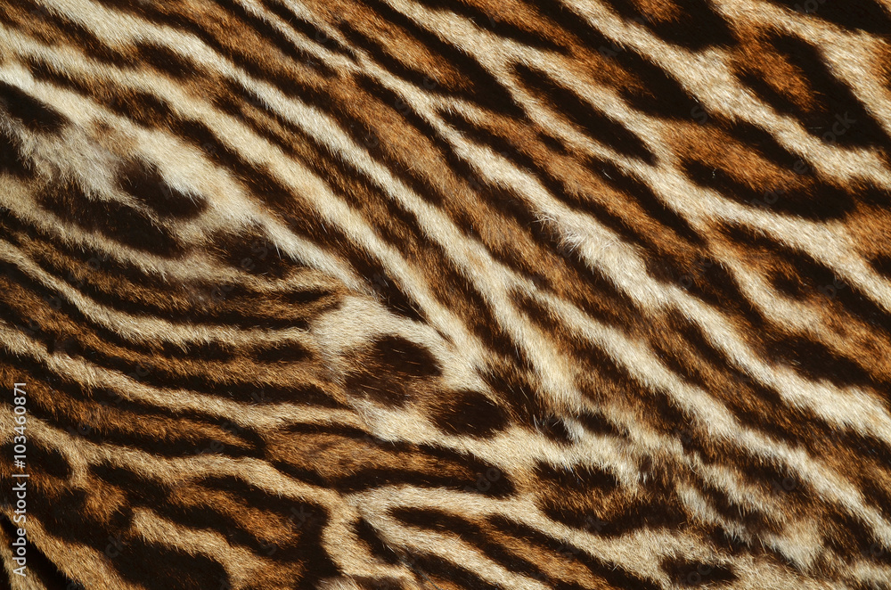 ocelot fur background ocelot fur background
