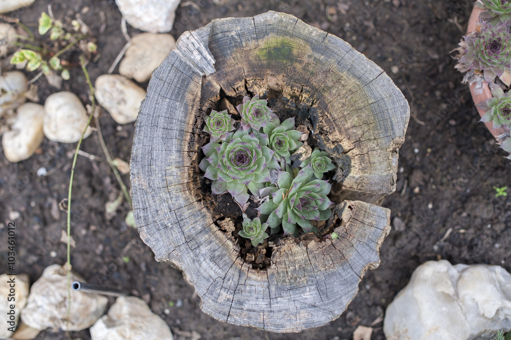 Sempervivum tectorum inside a wooden stump