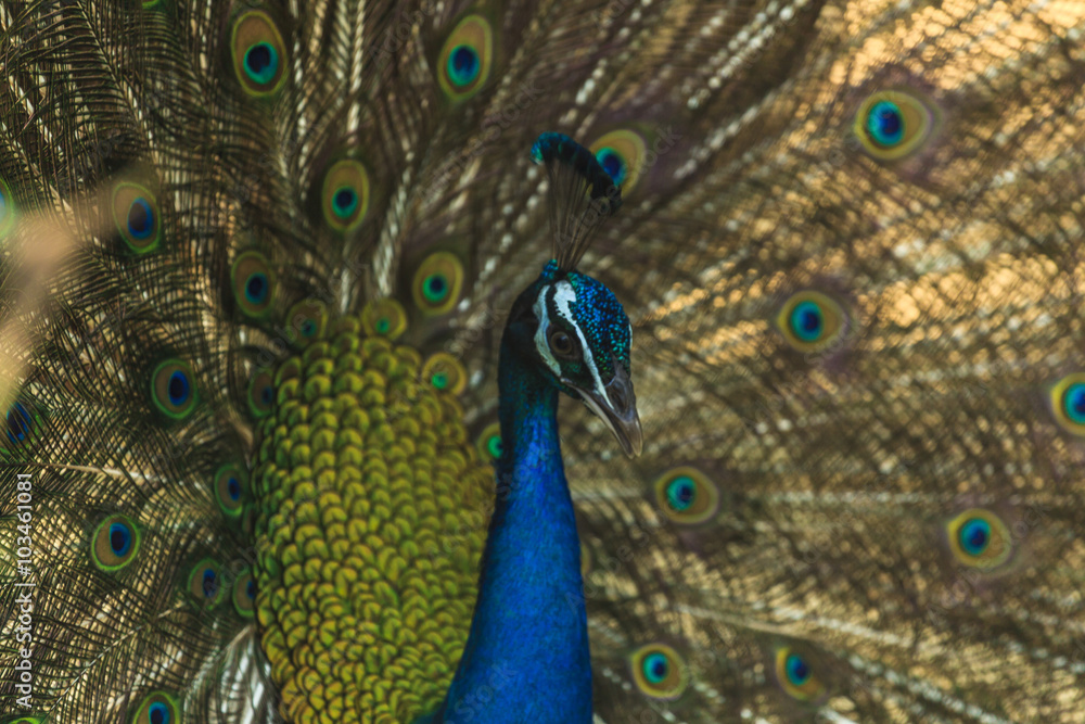 Fototapeta premium Beautiful peacock