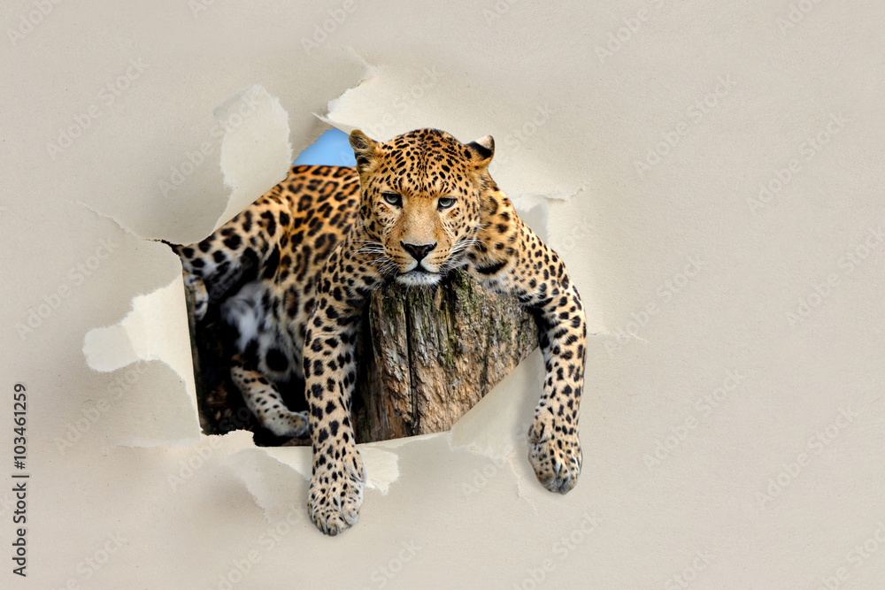 Obraz premium Leopard looking through a hole torn the paper