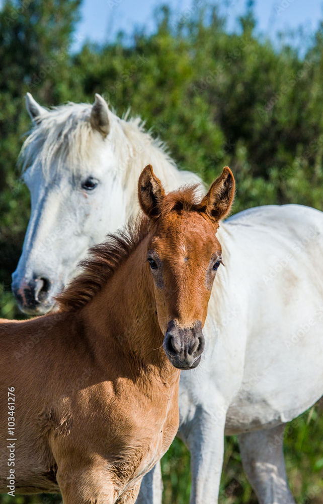 Mare with her foal. White Camargue horse. Parc Regional de Camargue. France. Provence. An excellent illustration Mare with her foal. White Camargue horse. Parc Regional de Camargue. France. Provence. An excellent illustration
