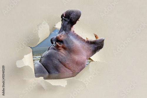 Hippo looking through a hole torn the paper