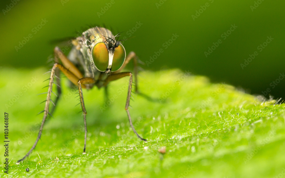 Macro photo of a Dolichopodidae fly, insect, close up
Macro photo of a Dolichopodidae fly, insect, close up