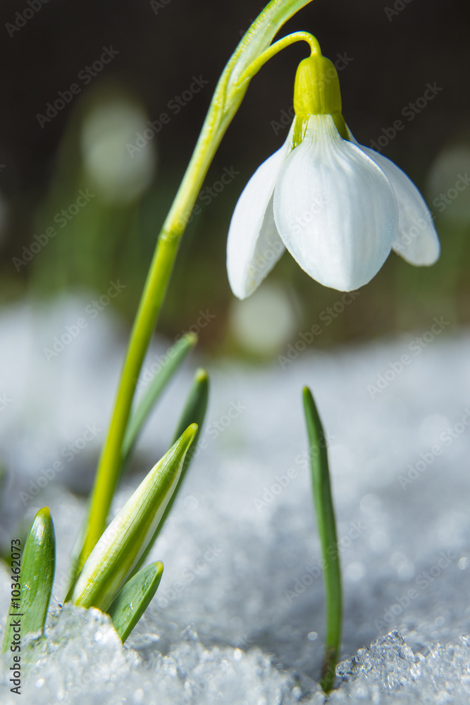 white snowdrop in melting snow in forest white snowdrop in melting snow in forest