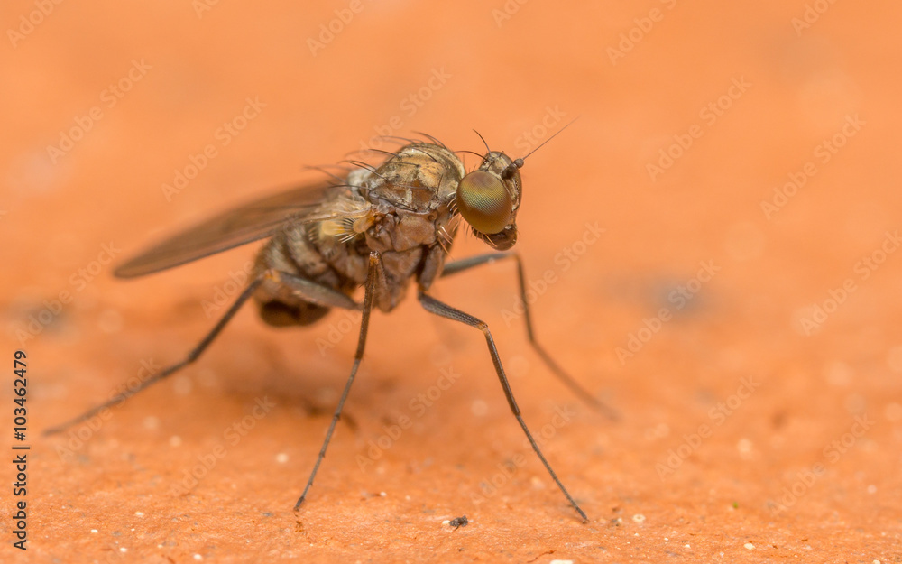 Fototapeta premium Macro photo of a Dolichopodidae fly, insect, close up 