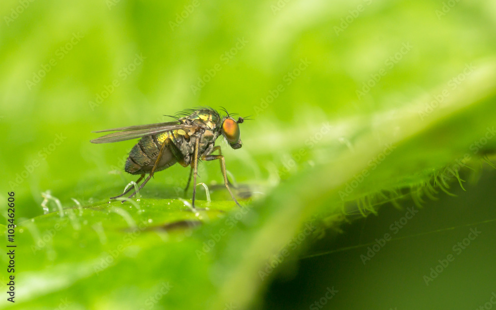 Macro photo of a Dolichopodidae fly, insect, close up
Macro photo of a Dolichopodidae fly, insect, close up