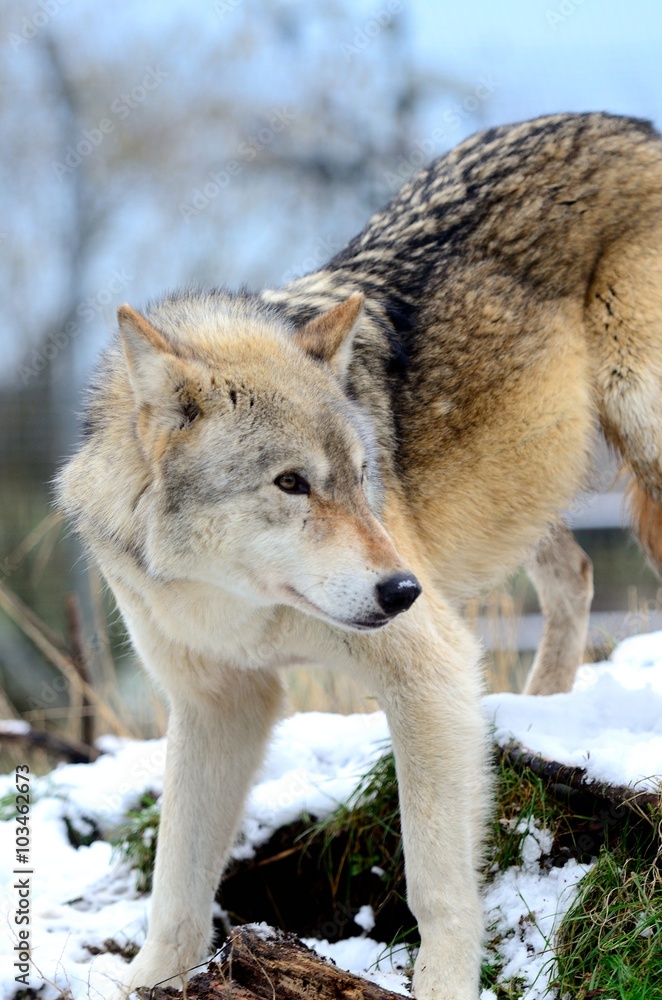 Obraz premium Eurasian Wolf (Canis Lupis Lupis)