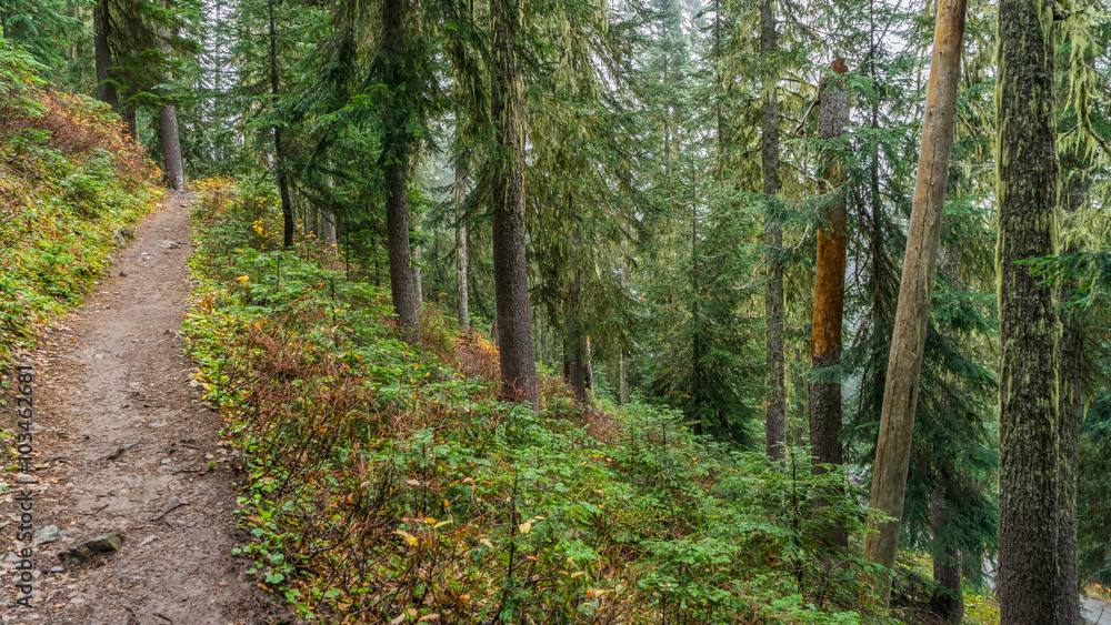 Obraz premium A path in the thick spruce forest. HEATHER-MAPLE PASS LOOP TRAIL, Washington state