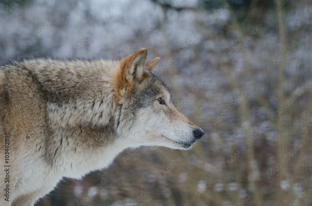 Eurasian Wolf (Canis Lupis Lupis)