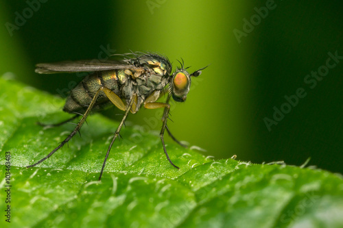 Macro photo of a Dolichopodidae fly, insect, close up 