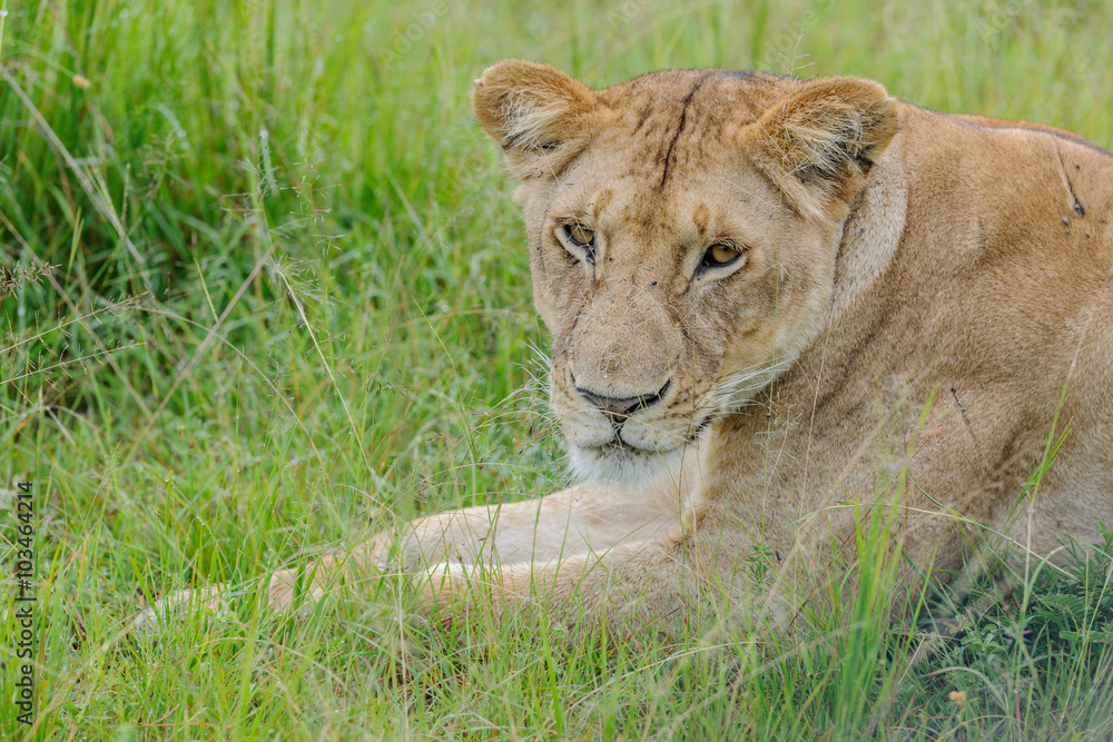 Fototapeta premium Lion