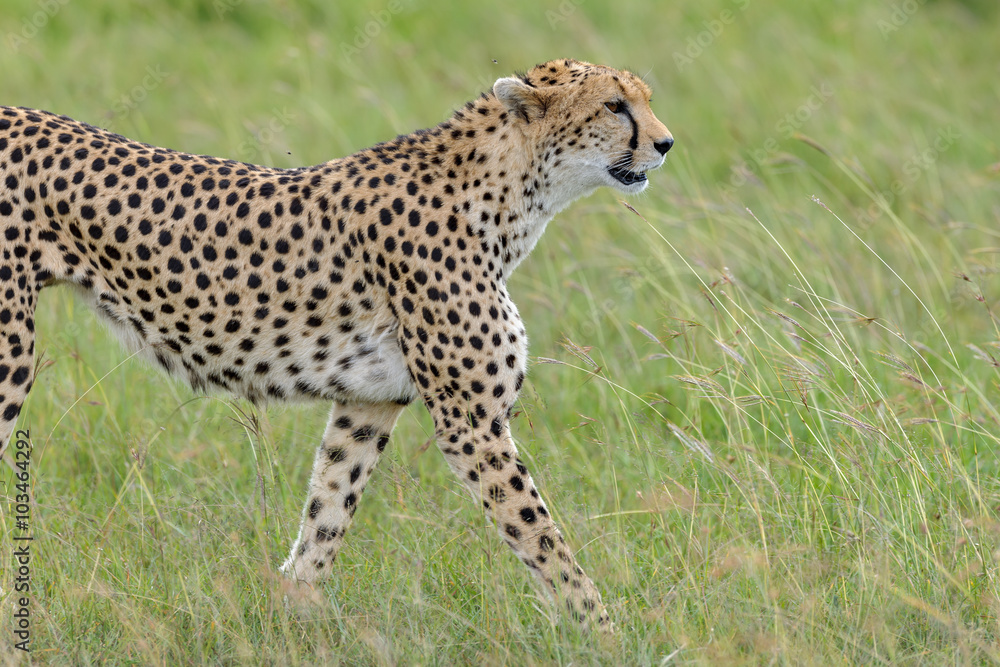 cheetah cheetah
