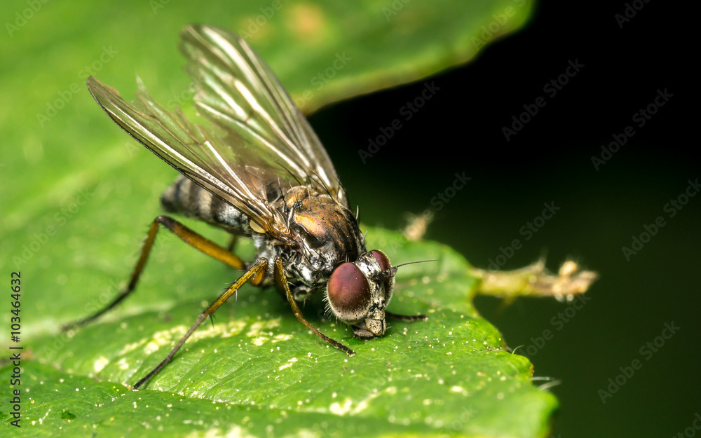 Macro photo of a Dolichopodidae fly, insect, close up
Macro photo of a Dolichopodidae fly, insect, close up