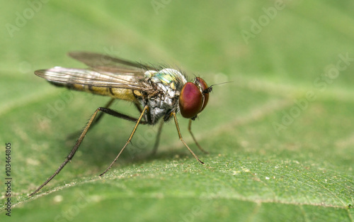 Macro photo of a Dolichopodidae fly, insect, close up 