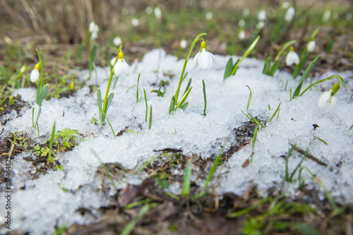  view to the meadow of snowdrops in the melted snow © sergejson