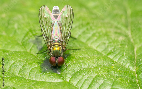 Macro photo of a Dolichopodidae fly, insect, close up
