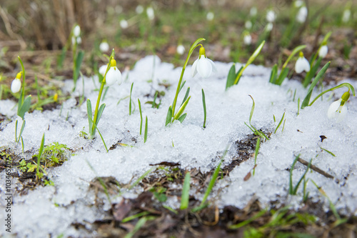 view to the group of snowdrops in the melted snow in forest © sergejson