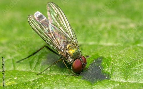 Macro photo of a Dolichopodidae fly, insect, close up
