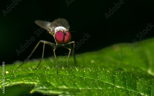 Macro photo of a Dolichopodidae fly, insect, close up
