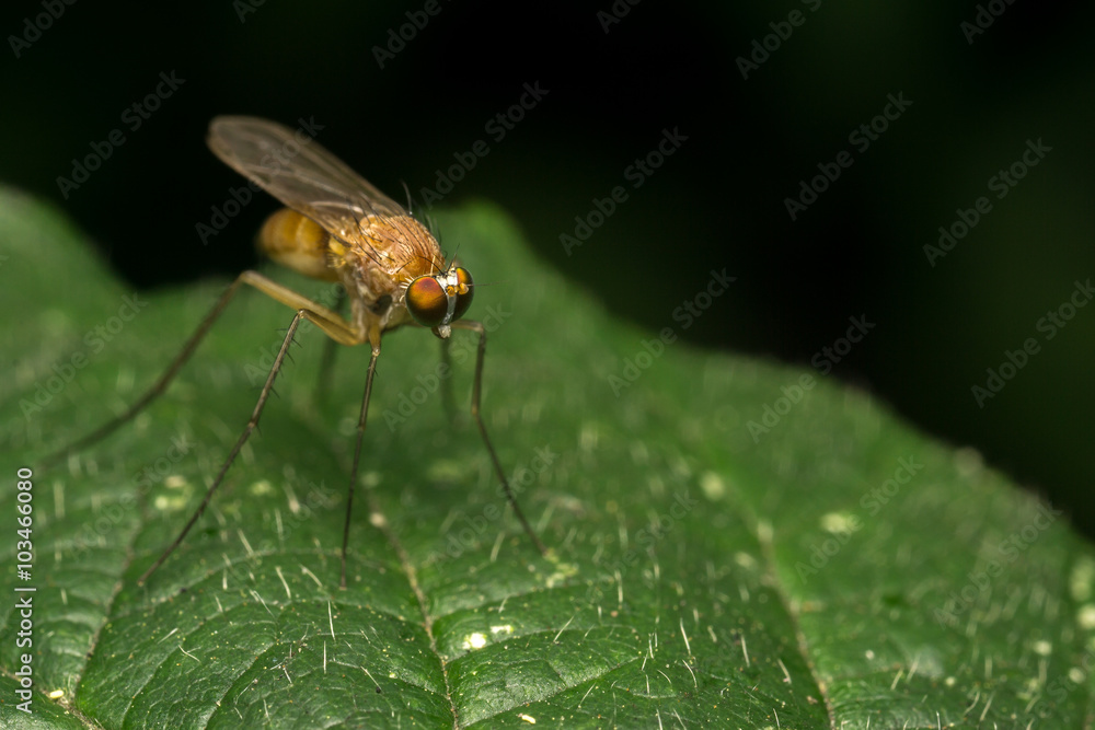 Macro photo of a Dolichopodidae fly, insect, close up
Macro photo of a Dolichopodidae fly, insect, close up