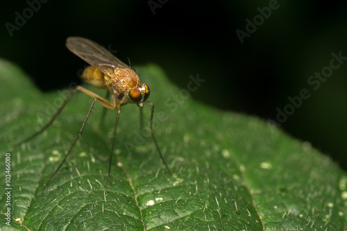 Macro photo of a Dolichopodidae fly, insect, close up
