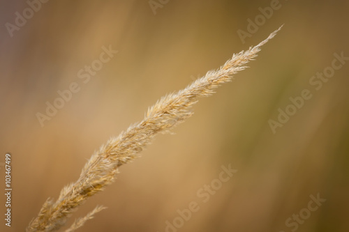 blade stalk of grass on the background corn field