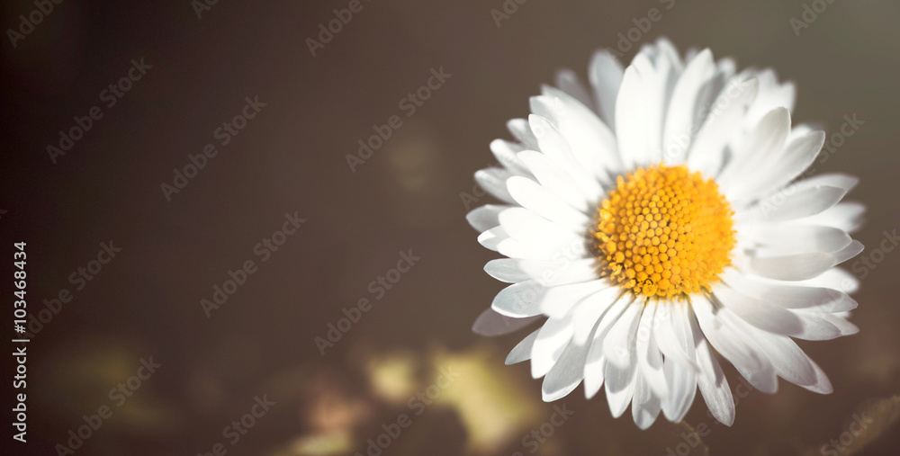 Fototapeta premium Daisy flower close up