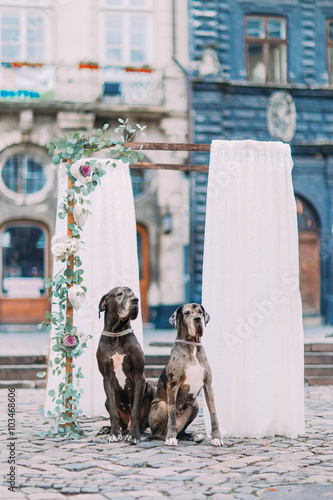 Canvas Print Two purebred dogs near the vintage wedding arch in Lviv city centre