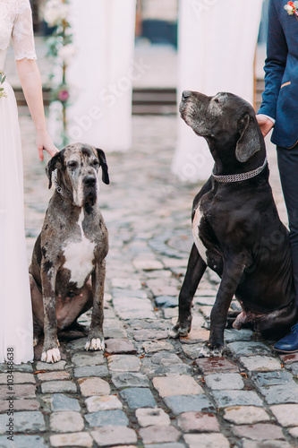 Two big black and white purebred dogs holding by wedding couple close up