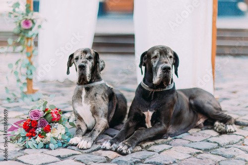 Canvas Print Two beautiful purebred dogs lying on the pavement close up