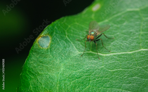 Macro photo of a Dolichopodidae fly, insect, close up
