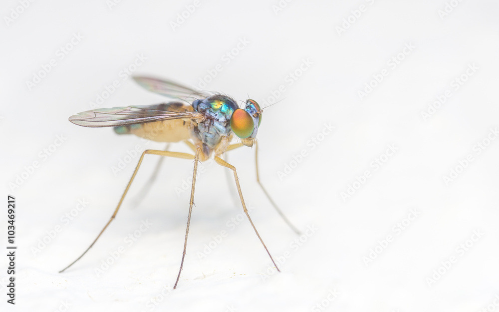 Macro photo of a colourful Dolichopodidae fly, insect, close up on a white background
Macro photo of a colourful Dolichopodidae fly, insect, close up on a white background