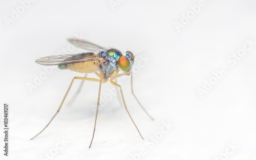 Macro photo of a colourful Dolichopodidae fly, insect, close up on a white background 