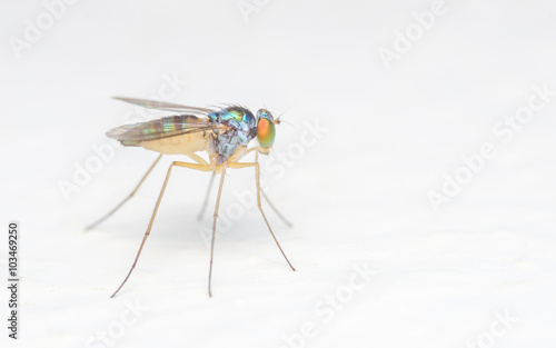 Macro photo of a colourful Dolichopodidae fly, insect, close up on a white background

