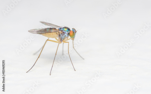Macro photo of a colourful Dolichopodidae fly, insect, close up on a white background
