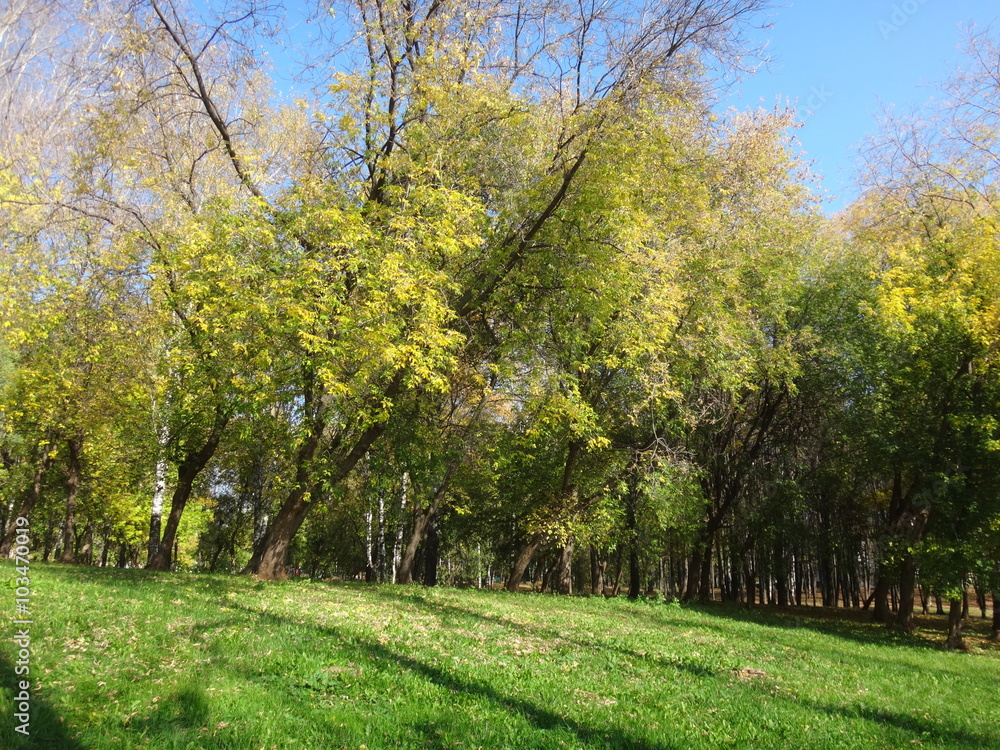 Naklejka premium Осенние деревья с желтыми листьями с городском парке солнечным днем