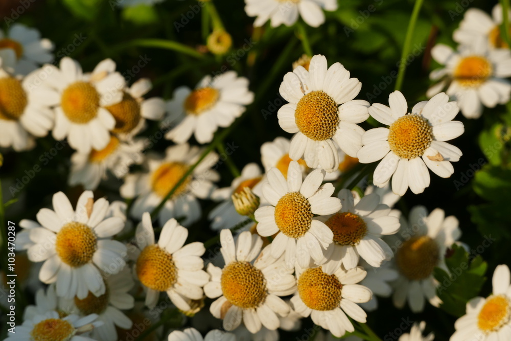 Fototapeta premium Little beautiful flowers - Yellow Buttons, English