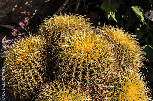 Cluster of small Golden Barrel Cactus