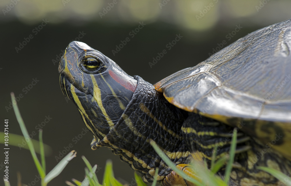 Obraz premium Head detail of wild turtle