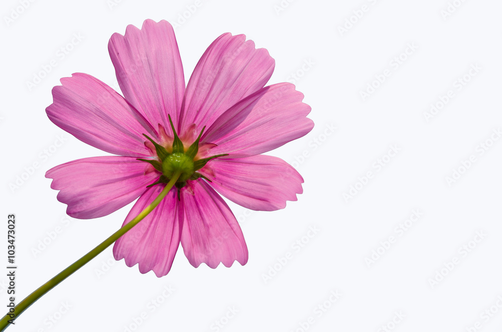 flower flower