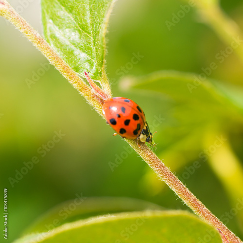 Lady Bug Eating Aphid