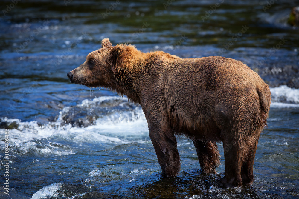An Alaskan brown bear fishes for salmon in the Riffles along Brooks River, Kenai National Park An Alaskan brown bear fishes for salmon in the Riffles along Brooks River, Kenai National Park