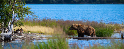 Fotografia, Obraz A brown bear sow returns to her cubs on the shore after fishing in Brooks River,