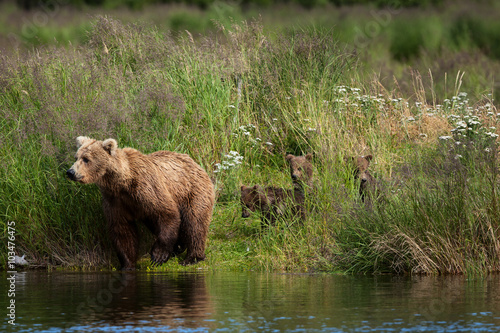 Spring cubs follow thier mother along the shore of Brooks River, Katmai National Park, Alaska