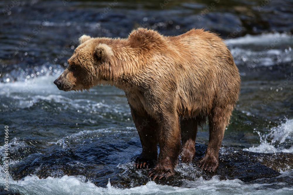 An Alaskan brown searches for salmon in the riffles of Brooks River. An Alaskan brown searches for salmon in the riffles of Brooks River.