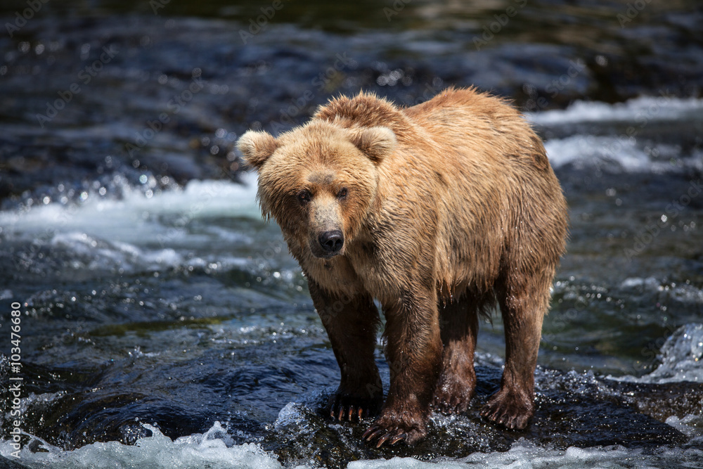 An Alaskan brown searches for salmon in the riffles of Brooks River.